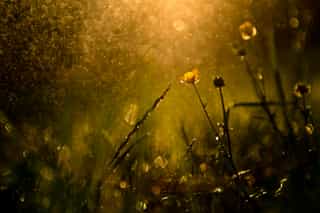 Preview image for Awake, My Glory! Stirring Up Our Minds for Christ