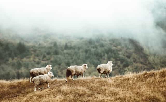 Featured image for The New Life – 1. The New Life