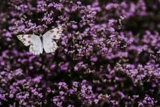 Featured image for Life in Christ